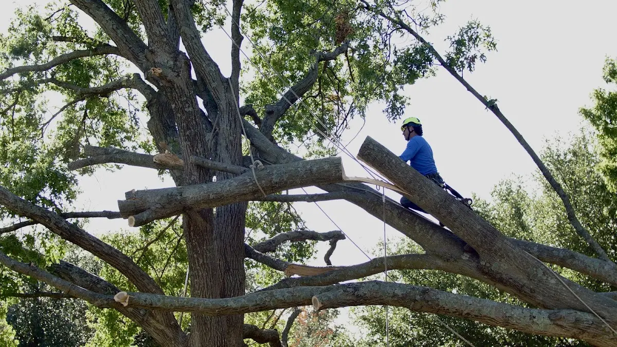 Professional Crown Thinning performed by certified arborists in Washingtonville