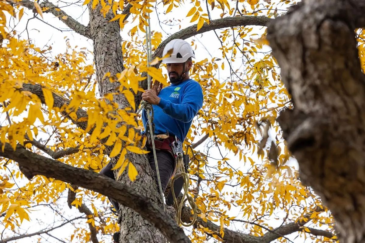 Skilled Tree Planting crew working in Washingtonville
